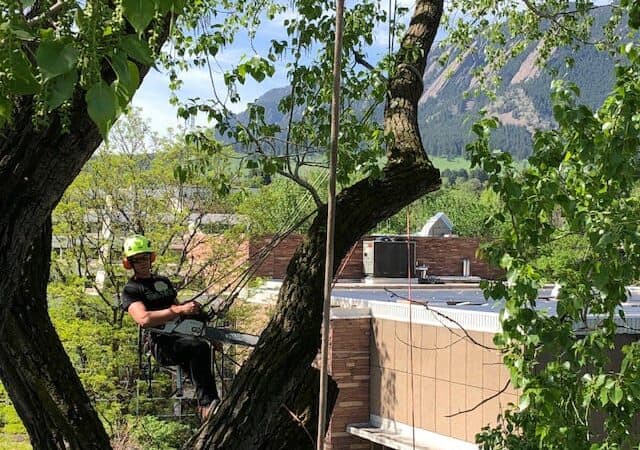 Arborists for Tree Pruning