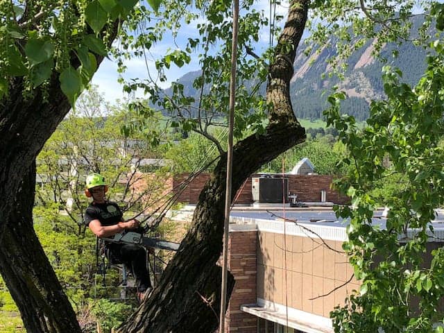 Arborists for Tree Pruning