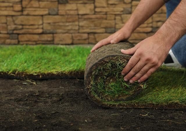 Best Time to Seed Grass