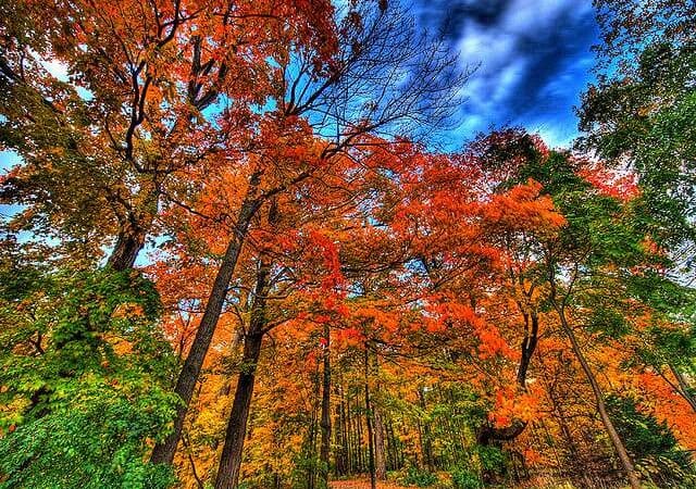 The Benefit of Large Trees
