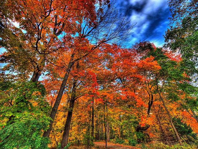 The Benefit of Large Trees